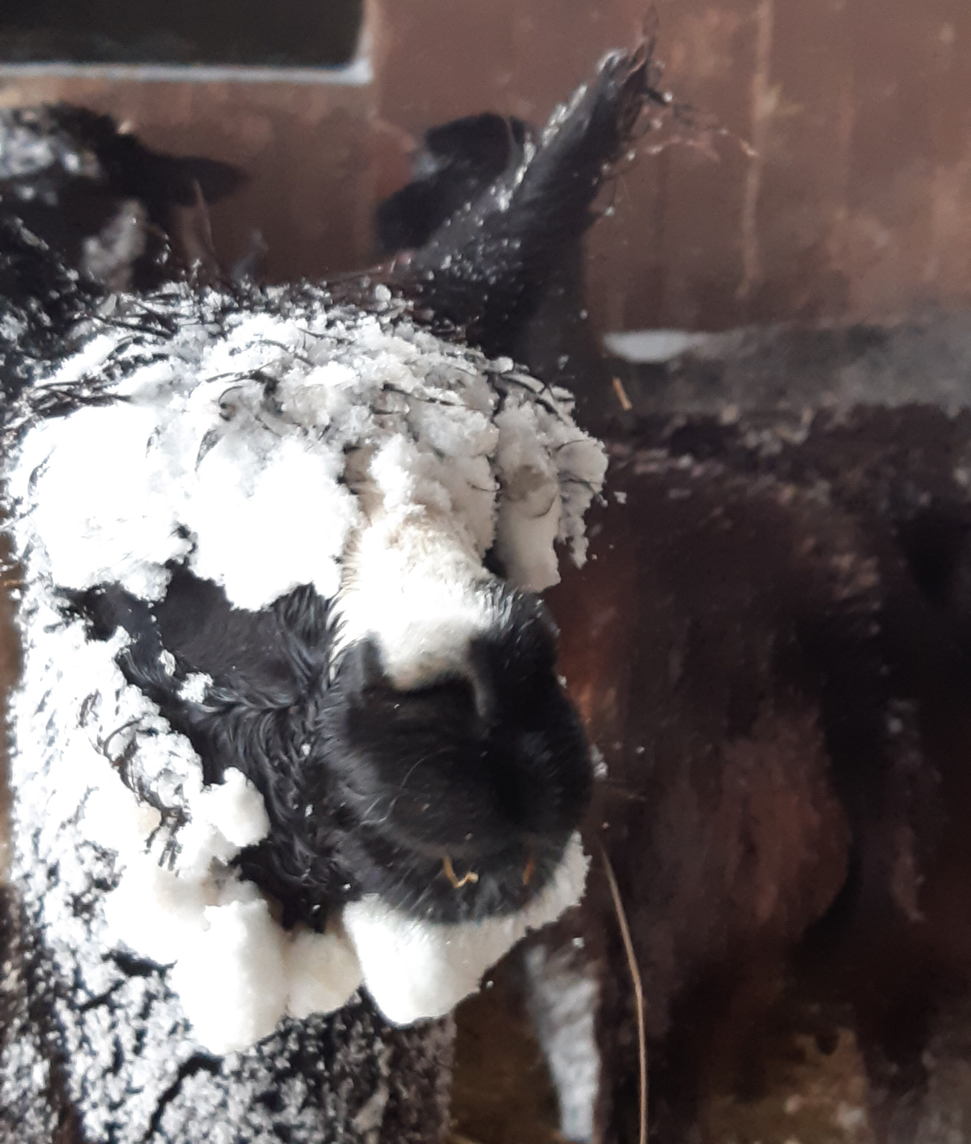 Alpaka mit Schneekopf