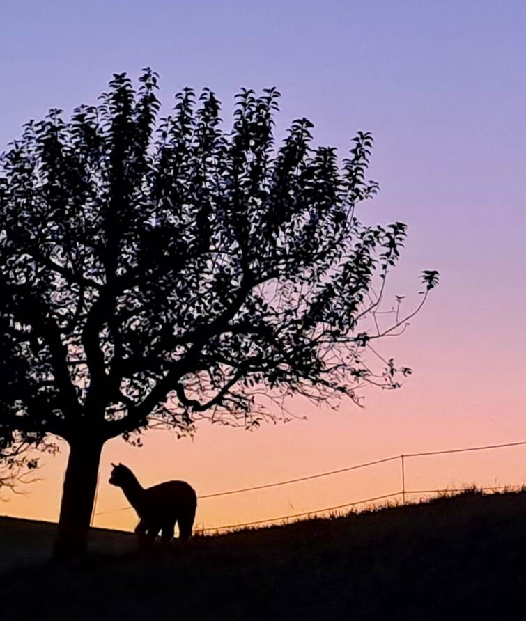 Abendstimmung