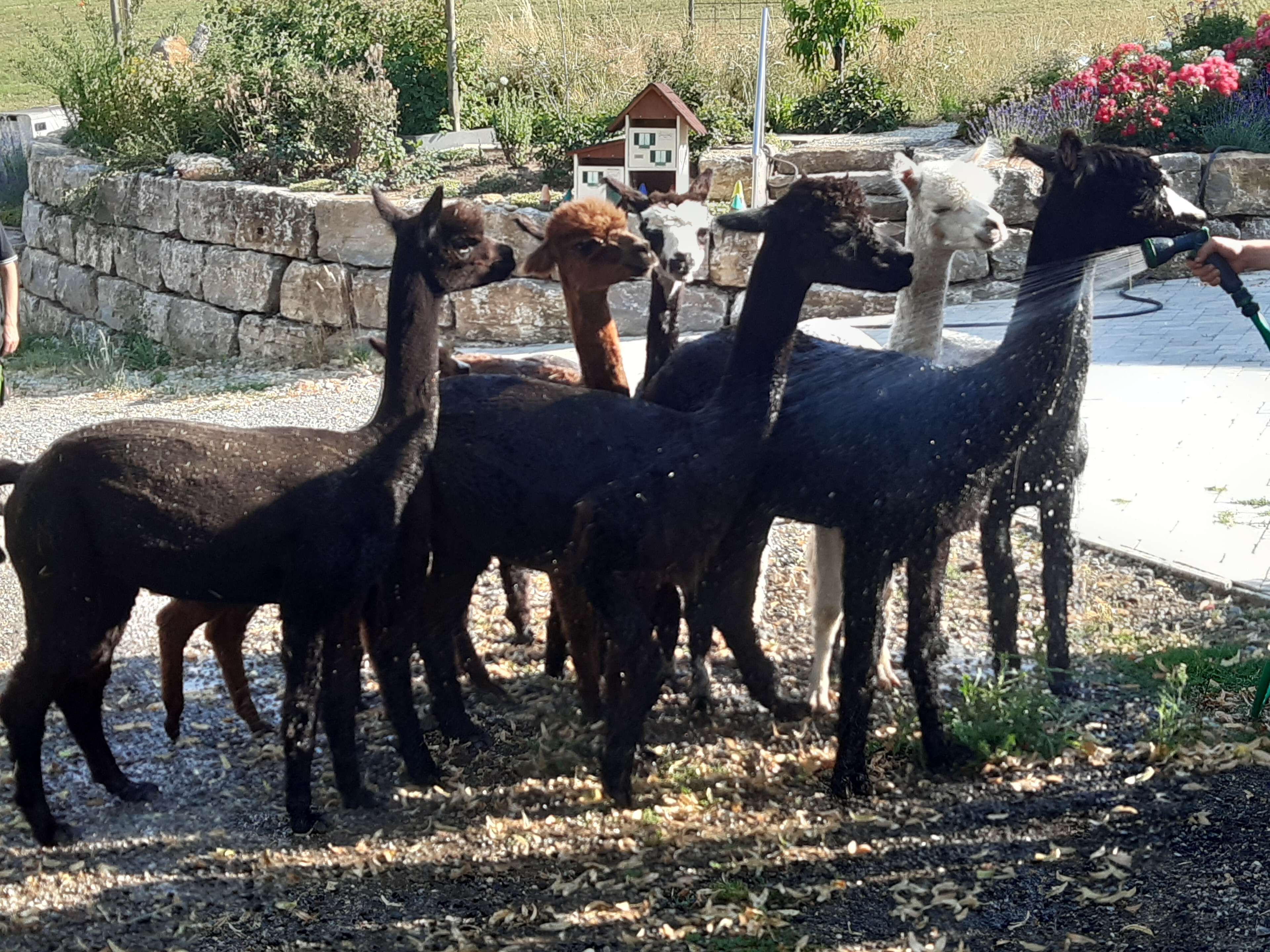 Alpakas im Schnee