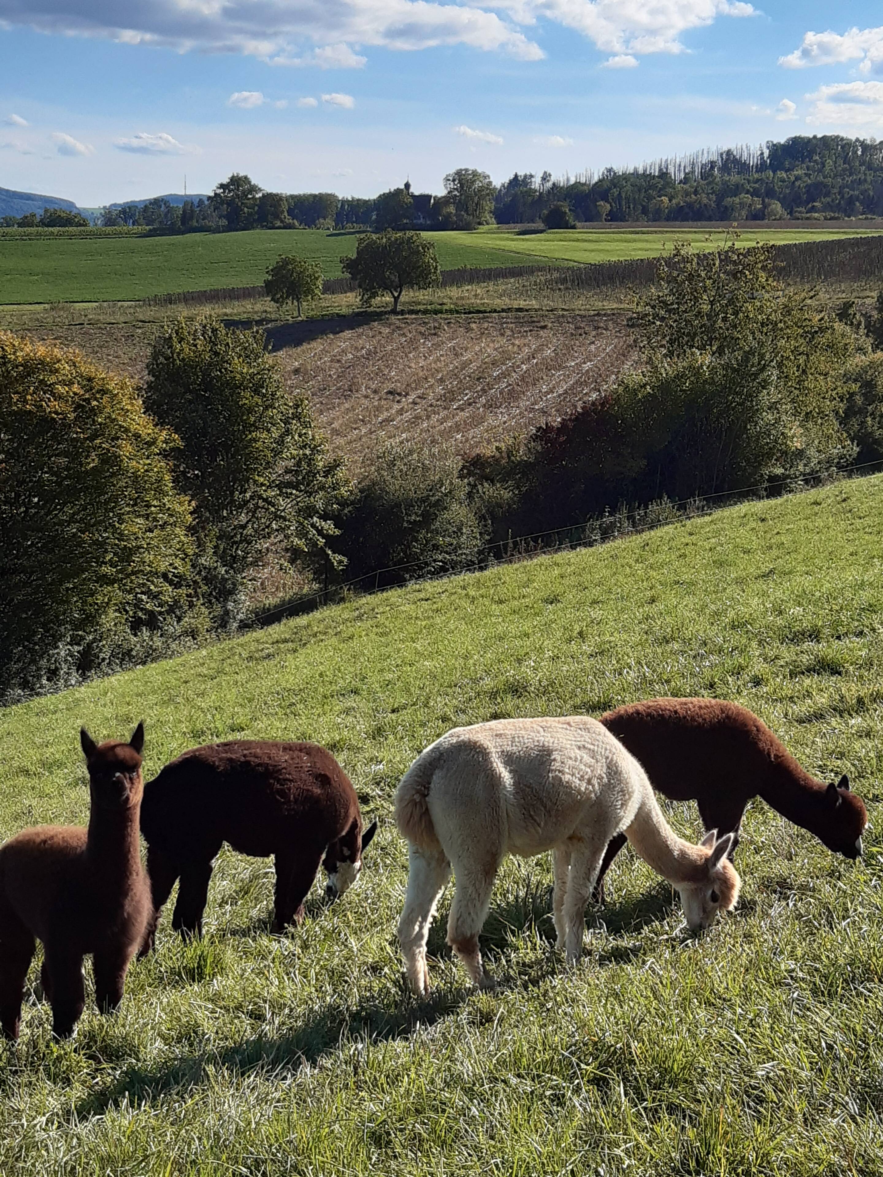 Alpakas auf der Herbstweide