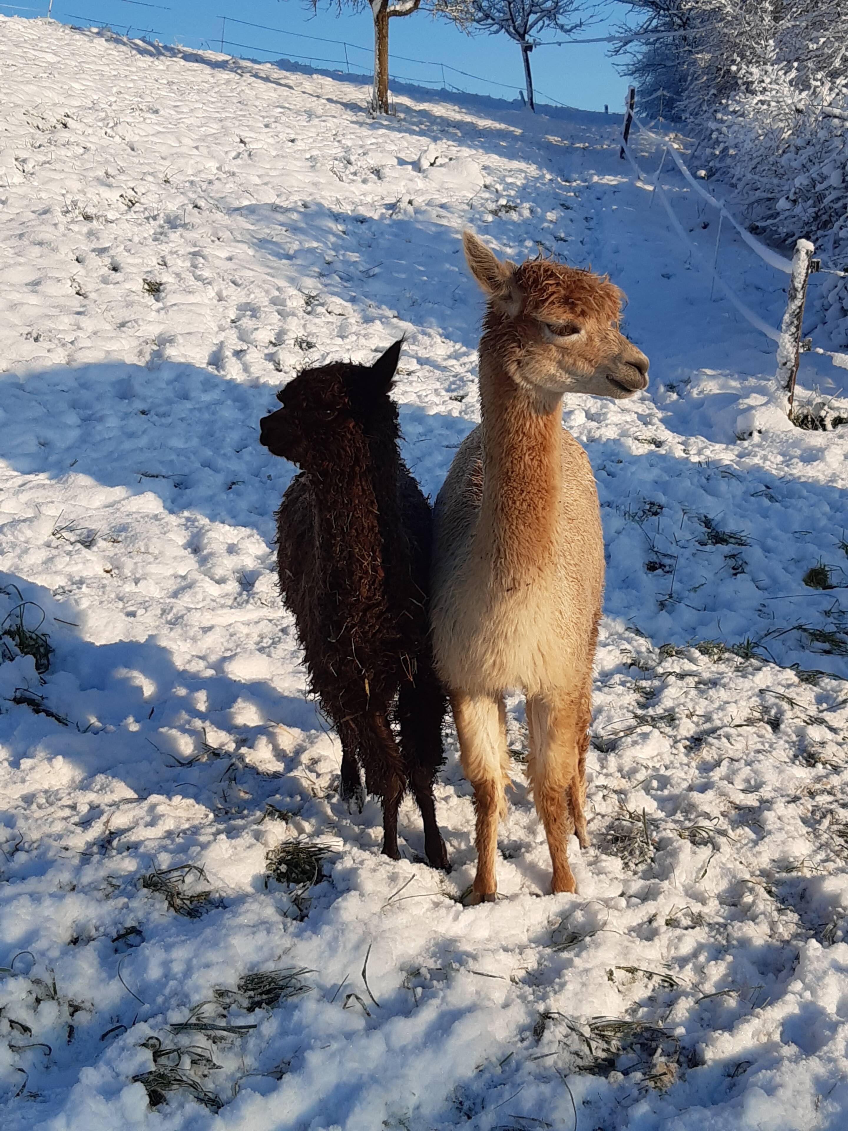 Alpakas im Winter