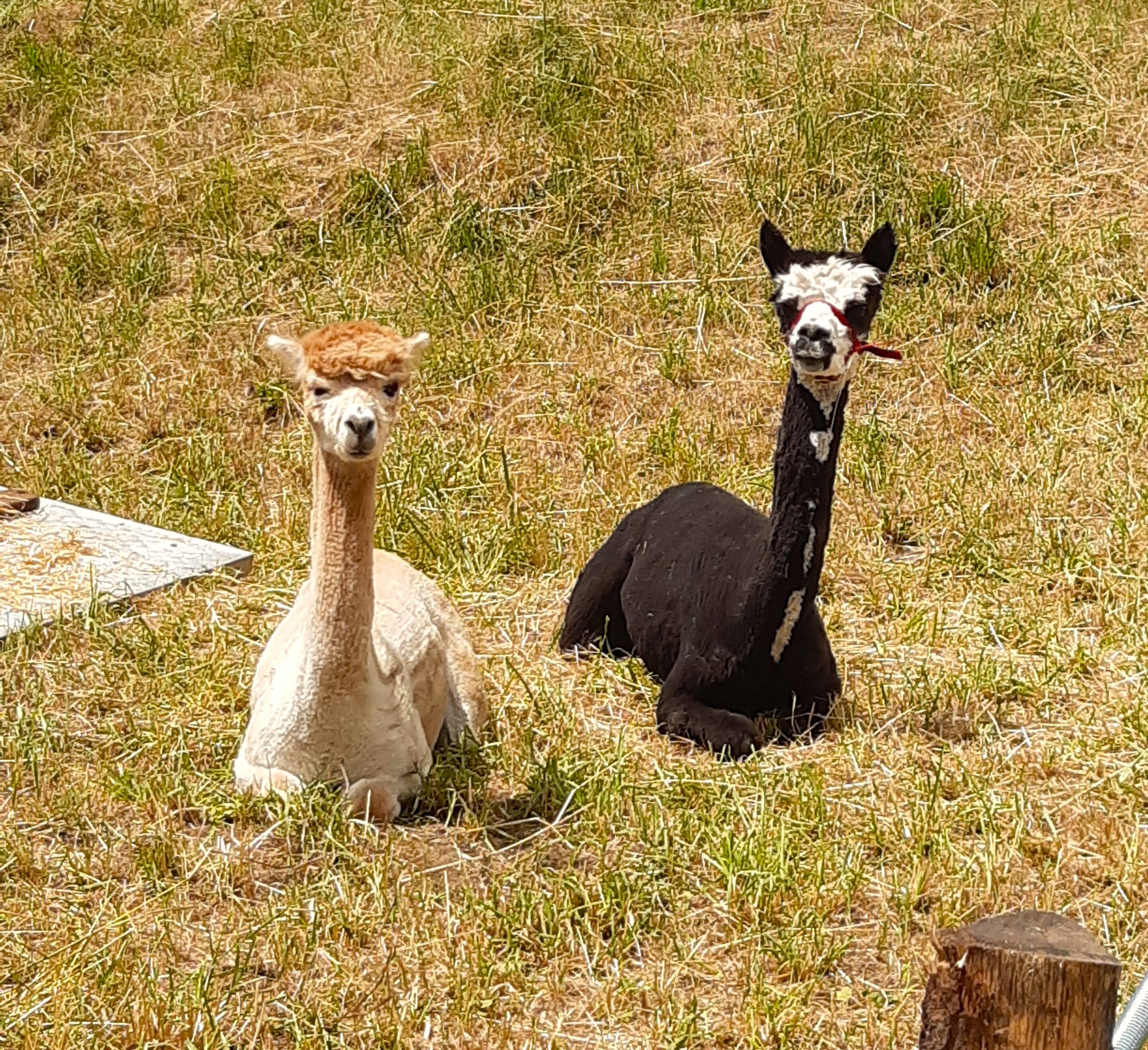 Alpakas auf der Weide