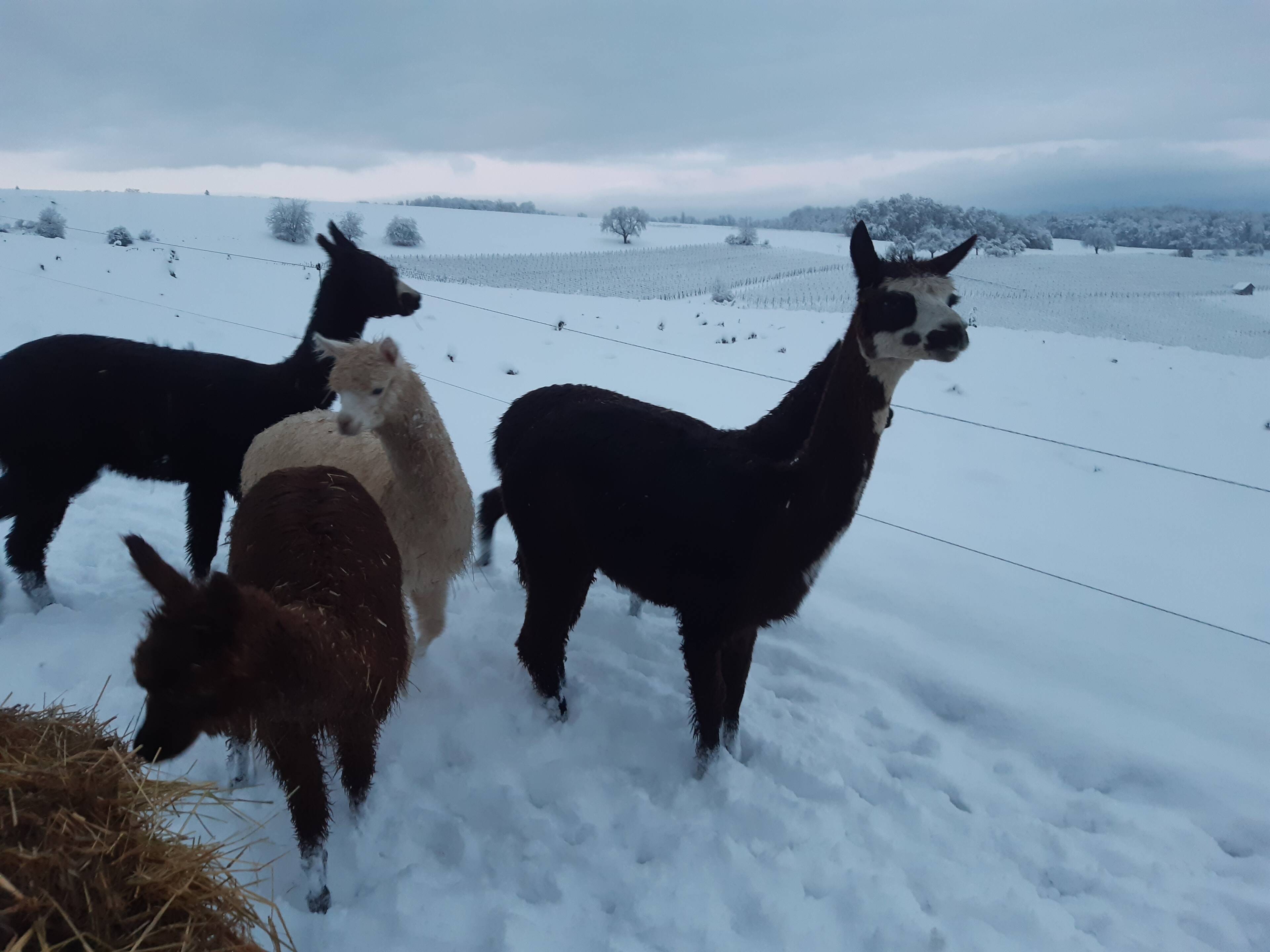 Alpakas im Schnee